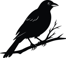 Obraz premium A black bird silhouette perched gracefully on a barren branch