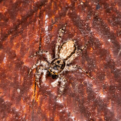 Macro photography of Jumping spiders (Salticidae)