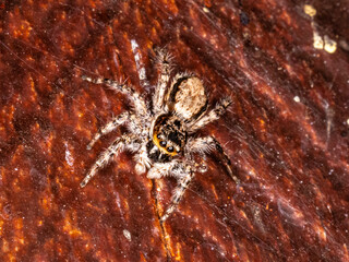 Macro photography of Jumping spiders (Salticidae)