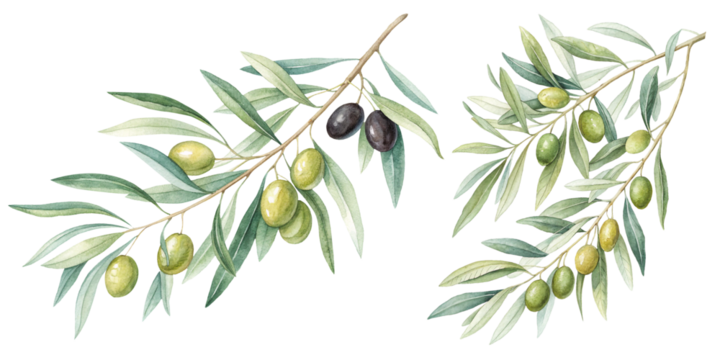Botanical Watercolor Olive Branch Set with Green and Black Olives Tree Branches on Transparent Background