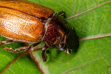 Beetle sitting on a green leaf in the garden