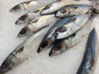 A Close-Up View of Fresh Mackerel Fish Arranged on Crushed Ice at a Local Seafood Market – Ideal...