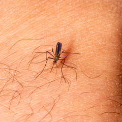 Gnat stinging human arm, plague