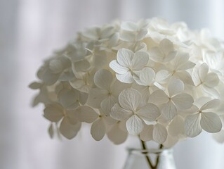 Close-up view of a delicate cluster of white hydrangeas.