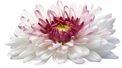 Obraz premium flower transparent background png