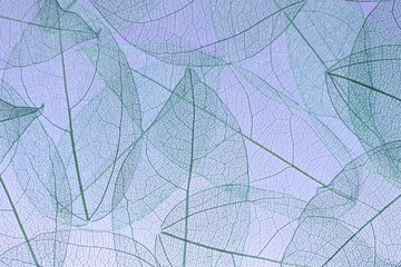 Beautiful skeleton leaves on light purple background, macro view
