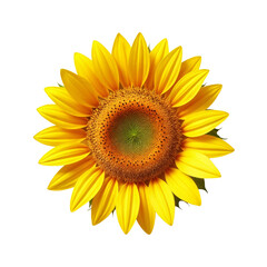 Fototapeta premium A close up of a sunflower