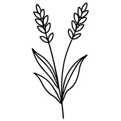 Lavender Sprigs Line Drawing &ndash; Elegant Floral Vector in Linear Style