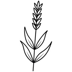 Lavender Stem Line Drawing – Botanical Vector with Small Buds