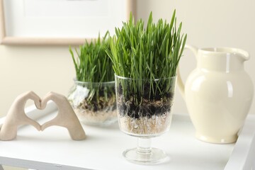 Wheat grass in transparent pots and decor indoors
