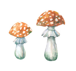 A pair of watercolor fly agarics highlighted on a white background. Hand-drawn. Botanical illustration of wild mushrooms. Clipart. For the design of postcards, invitations and any decoration in the