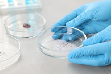 Fototapeta premium Scientist holding Petri dish with sample at light table, closeup