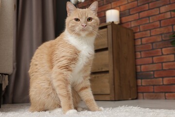 Cute ginger cat sitting on floor at home, space for text