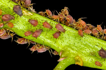 Aphids or plant lice are tiny insects that feed on plant sap, the aphidid superfamily, or Aphidoidea