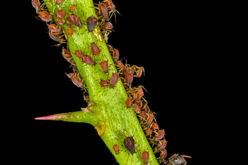 Aphids or plant lice are tiny insects that feed on plant sap, the aphidid superfamily, or Aphidoidea