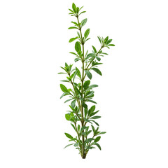 Fototapeta premium A tall plant with green leaves