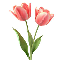 Naklejka premium Beautiful Pink Tulip Flowers with Green Leaves Isolated on White Background