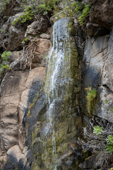 Botanic garden Cabildo de Gran Canaria, Spain