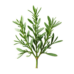 Fototapeta premium A close up of a plant with green leaves