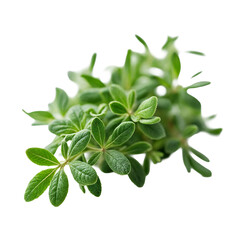 Obraz premium A bunch of fresh green leaves