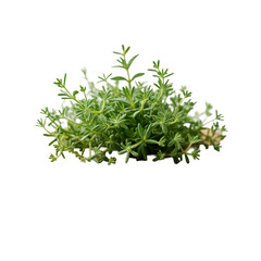 A bunch of green plants that are on a white surface