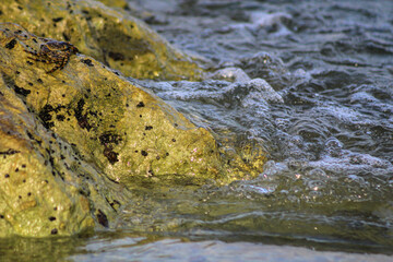 A crab seen basking in the sun on a coastal rock by the Caribbean shore.