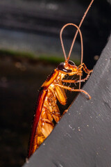 closeup on a cockroach, plague