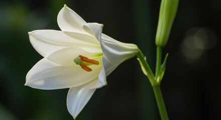 Obraz premium White lily blossom representing purity and elegance with green stem and dark background