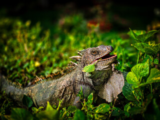 Iguana posing on the leaves while feeding.