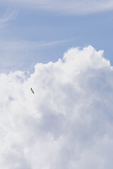 Fluffy white cloud in the blue sky. clear and cloudy weather, possible precipitation, rain. the beauty of nature, heavenly natural phenomena. a bright thundercloud.