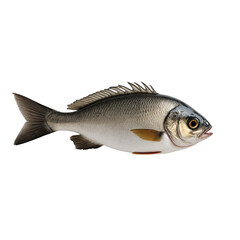 Obraz premium A silver fish