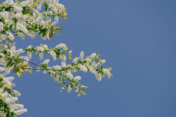 tree with white flowers in full bloom. The tree is surrounded by a blue sky. The flowers are in different stages of flowering. cherry fruit tree in the garden. spring gardening time.