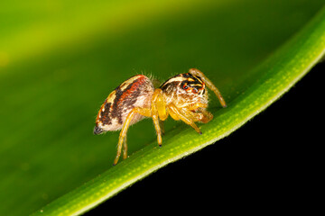 Small jumping spider on green leaf
