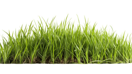 Fototapeta premium grass transparent background png