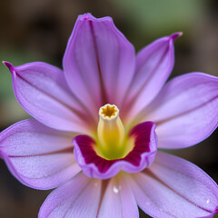 Closeup purple flower Pinguicula moranensis ,Tina, grandiflora ,Mexican Butterworts Carnivorous flowering plants ,Hybrid between pinguicula agnate and zecheri