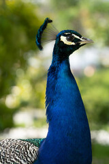 Obraz premium Colorful Peacock in Lush Greenery on a Sunny Day A vibrant Indian peacock with iridescent blue and green feathers standing amidst lush garden greenery on a sunny day