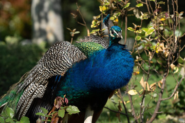 Obraz premium Colorful Peacock in Lush Greenery on a Sunny Day A vibrant Indian peacock with iridescent blue and green feathers standing amidst lush garden greenery on a sunny day