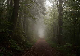 Fototapeta premium Misty Forest Path Scenic Nature Trail Through Dense Woods, Foggy Landscape, Trees and Outdoors.