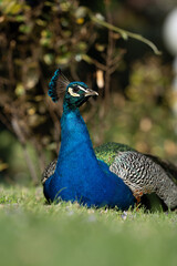 Colorful Peacock in Lush Greenery on a Sunny Day A vibrant Indian peacock with iridescent blue and...