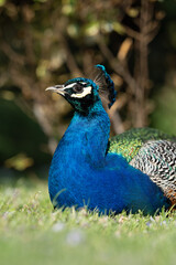Fototapeta premium Colorful Peacock in Lush Greenery on a Sunny Day A vibrant Indian peacock with iridescent blue and green feathers standing amidst lush garden greenery on a sunny day