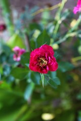red rose flower