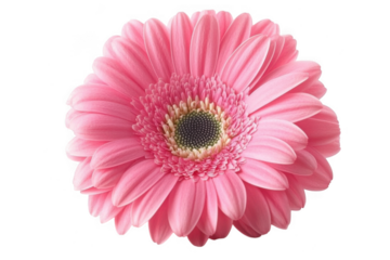 Close up photo of a beautiful pink gerbera daisy flower