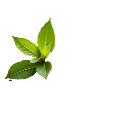 Obraz premium A single green leaf