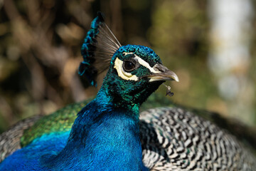 Fototapeta premium Colorful Peacock in Lush Greenery on a Sunny Day A vibrant Indian peacock with iridescent blue and green feathers standing amidst lush garden greenery on a sunny day