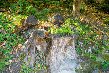 Image of an old stump covered with moss in a centuries-old forest, beautiful landscape.