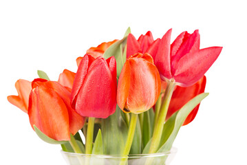 bouquet of red tulips on a white background