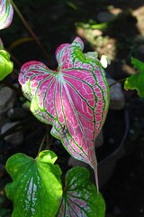 Caladium bicolor