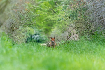 Ein Fuchs in einem Wald