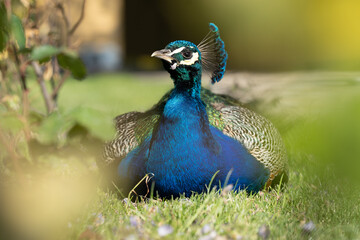 Colorful Peacock in Lush Greenery on a Sunny Day A vibrant Indian peacock with iridescent blue and...