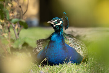 Colorful Peacock in Lush Greenery on a Sunny Day A vibrant Indian peacock with iridescent blue and...